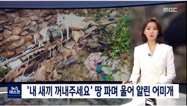 MBC 뉴스데스크 보도 캡쳐