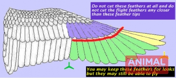 앵무새 날개를 펼쳤을 때의 모습(출처: http://www.angelfire.com/seipr/Images/Learning/clipping.html)