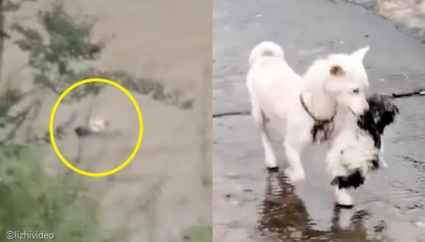 [사진=lizhivideo 영상 갈무리(이하)]