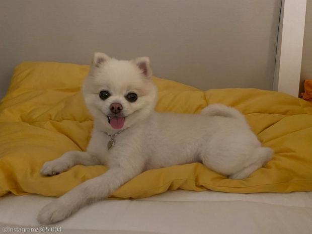 ⓒ노트펫