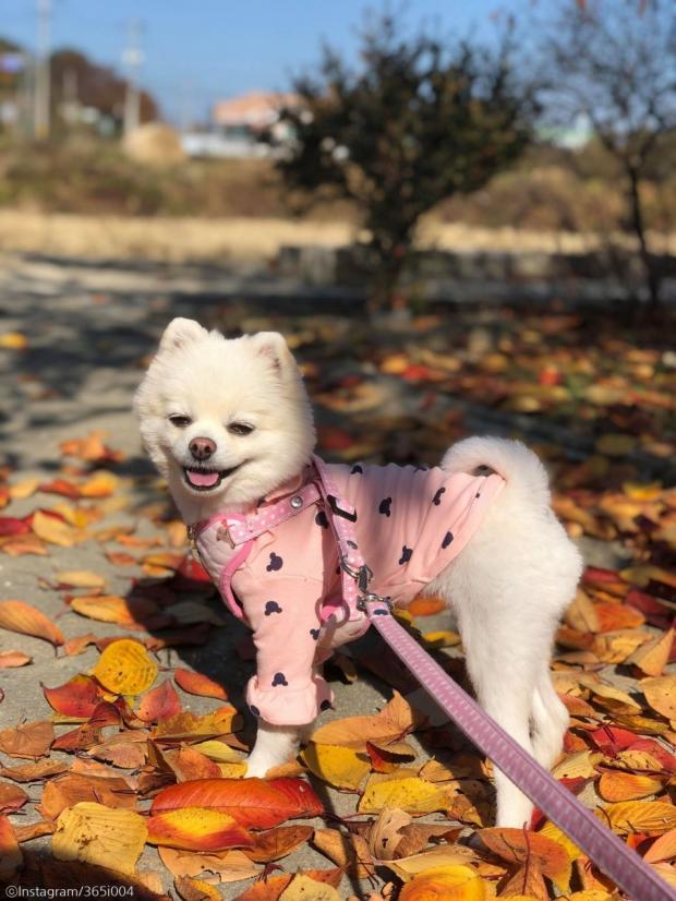 ⓒ노트펫