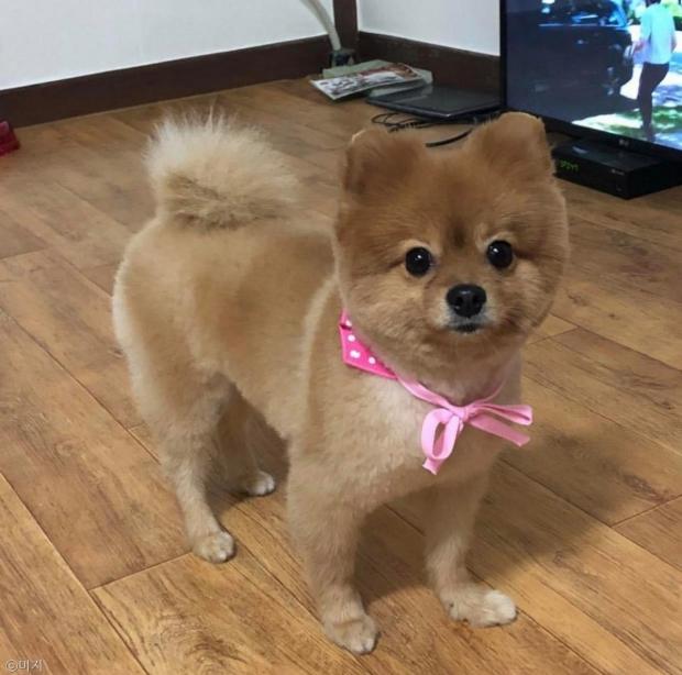 ⓒ노트펫