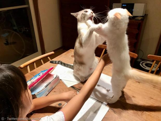 앞발을 들고 본격적으로 싸움을 시작한 고양이 형제. 결국 집사가 말려야 했다.