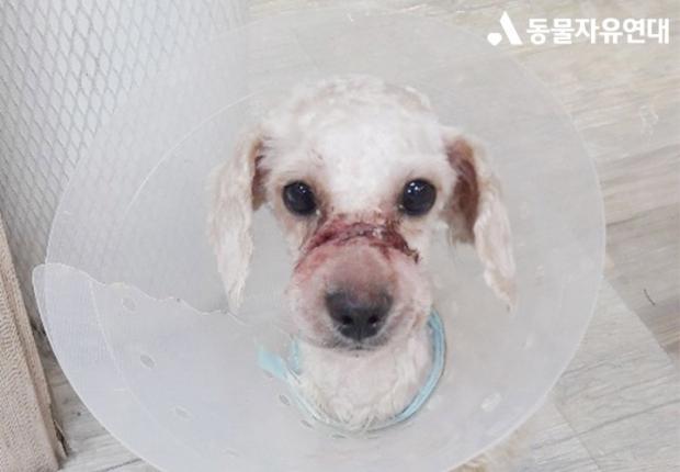 ⓒ노트펫
