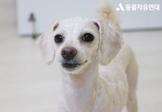 ⓒ노트펫