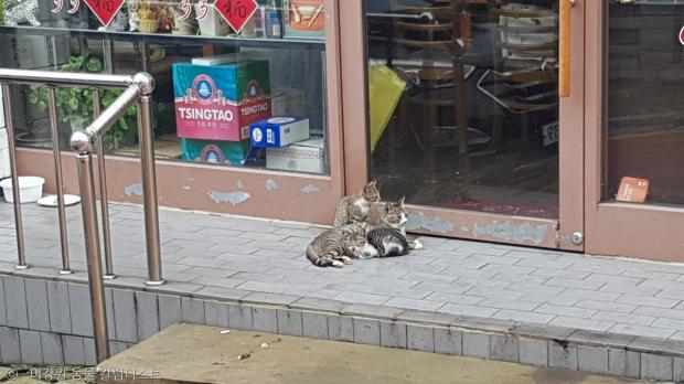 ⓒ노트펫