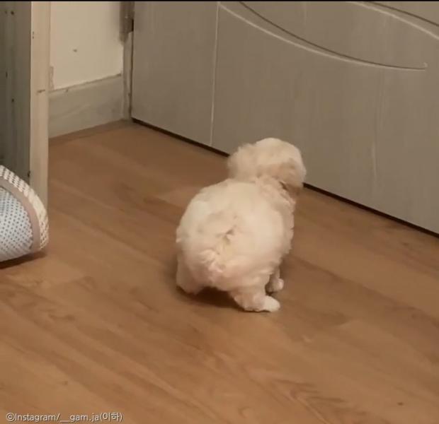 ⓒ노트펫