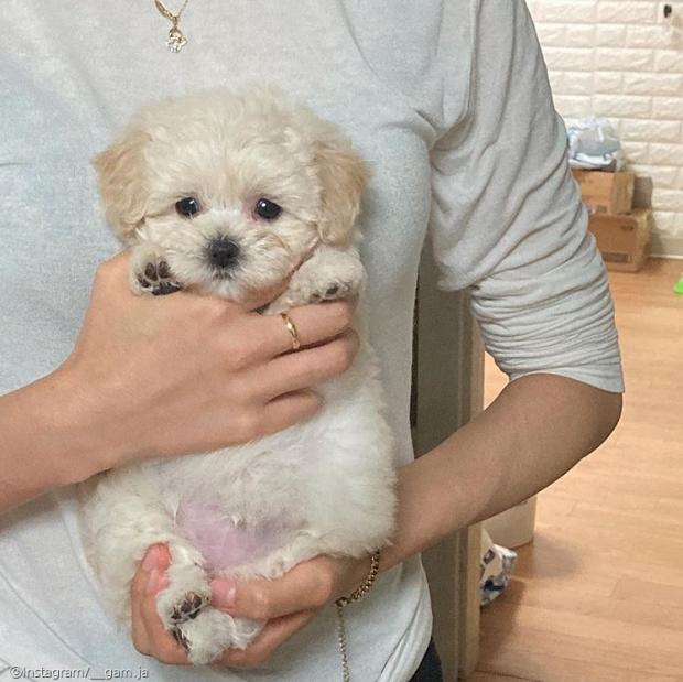 ⓒ노트펫
