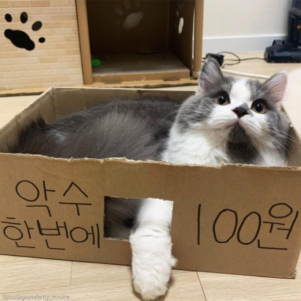ⓒ노트펫