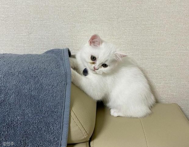 ⓒ노트펫