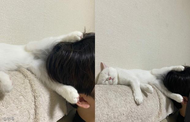ⓒ노트펫
