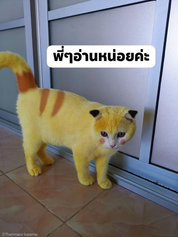 ⓒ노트펫