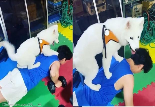 ⓒ노트펫