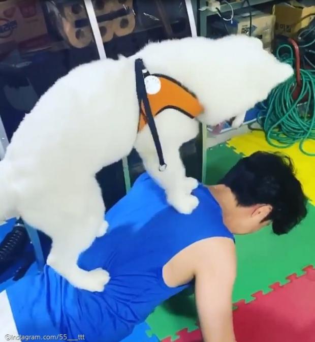 ⓒ노트펫