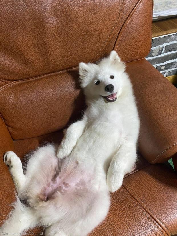 ⓒ노트펫