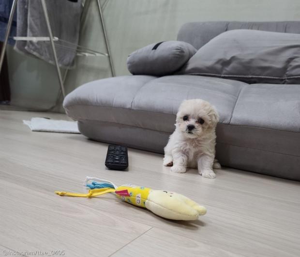 ⓒ노트펫