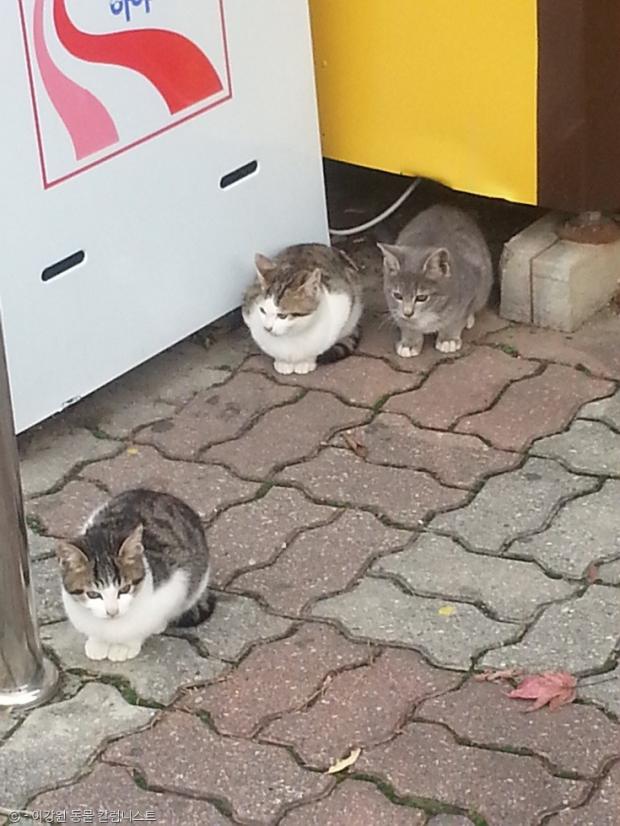 ⓒ노트펫