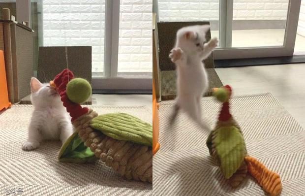 ⓒ노트펫