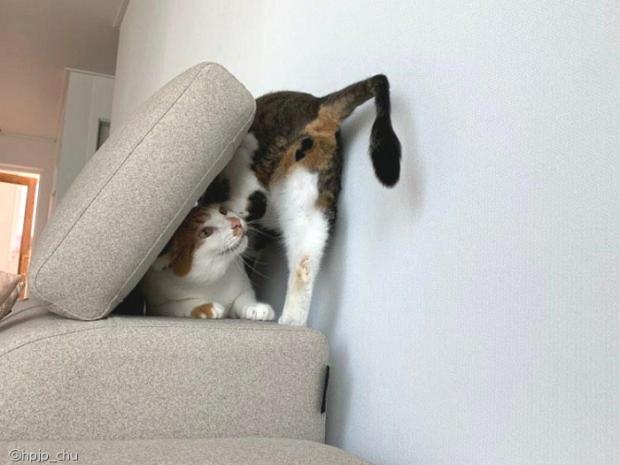 ⓒ노트펫