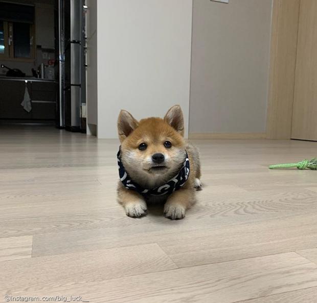 ⓒ노트펫