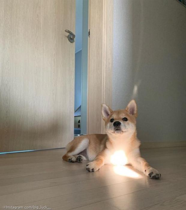 ⓒ노트펫