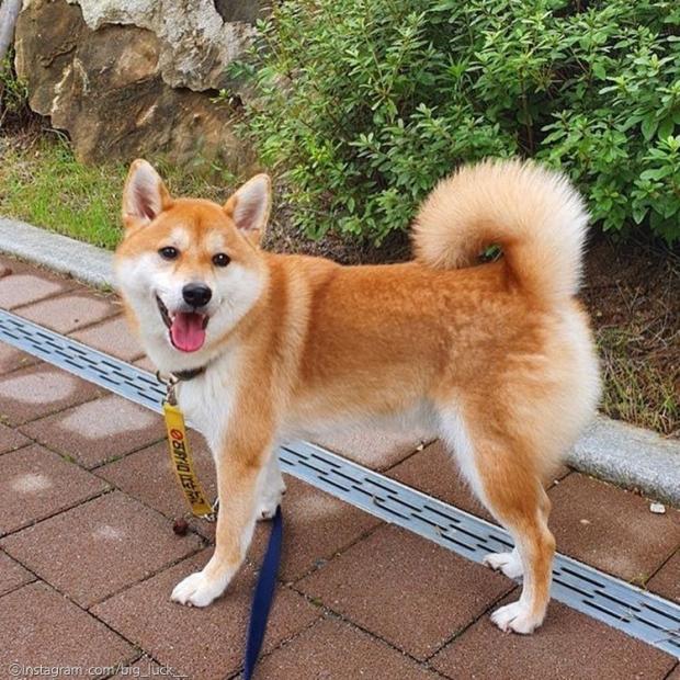 ⓒ노트펫