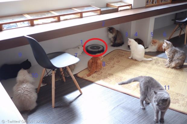 고양이 11마리가 고장 난 로봇청소기를 포위했다.