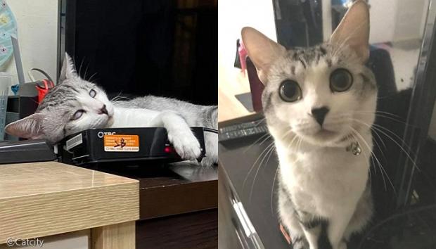 [출처=Catcity 화면 갈무리(이하)]