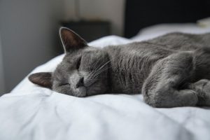 고양이 기력 저하