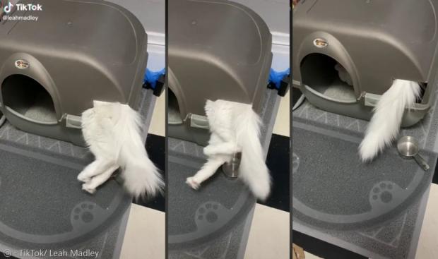청소용 구멍으로 배변함에 들어간 고양이 구치.