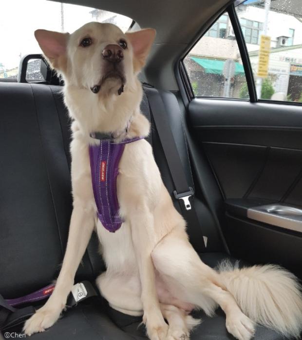 집사에게 배신감을 느끼고 원망하는 눈빛으로 쳐다보는 시지우.