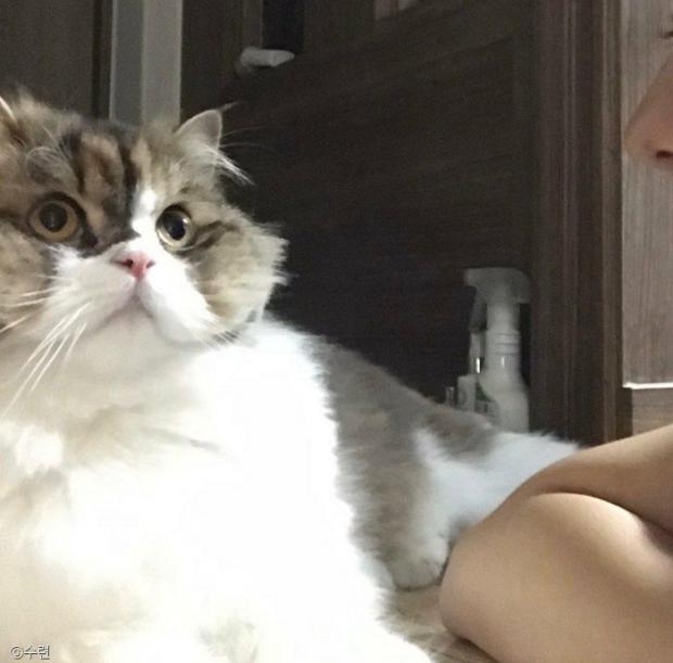 ⓒ노트펫