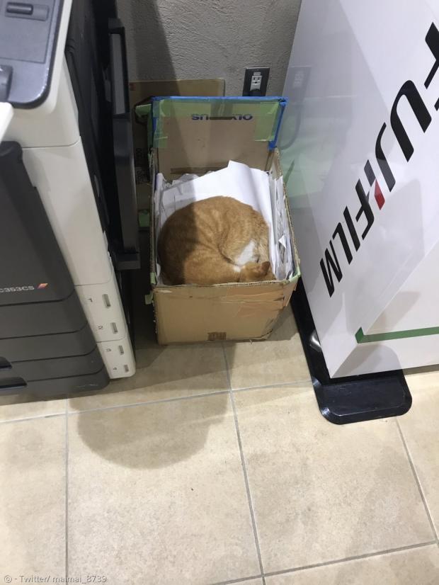 폰타는 복사기 옆 이면지 수거함에서도 단잠을 즐겼다.