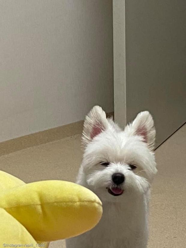ⓒ노트펫