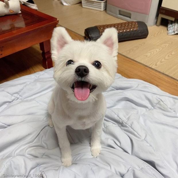 ⓒ노트펫