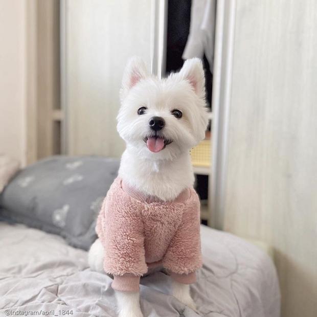 ⓒ노트펫