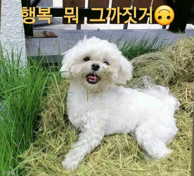 ⓒ노트펫