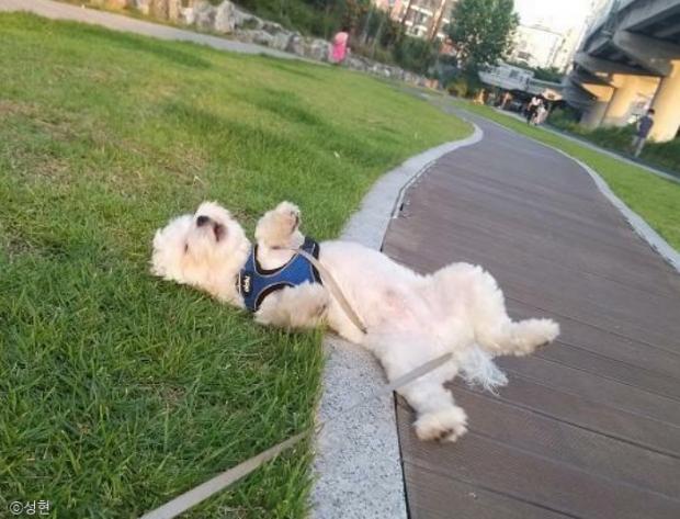 ⓒ노트펫