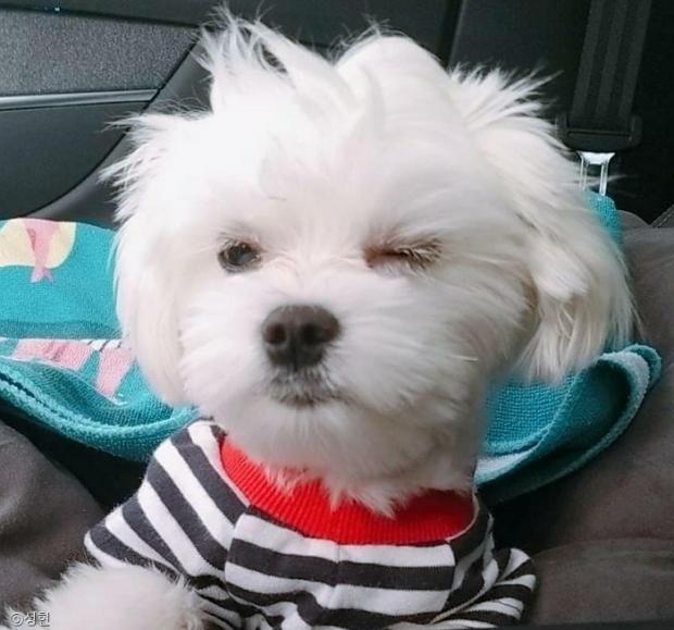 ⓒ노트펫