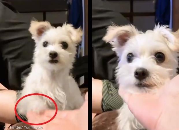 앞발을 내밀란 명령에 앞발이랑 턱까지 내민 반려견 비.