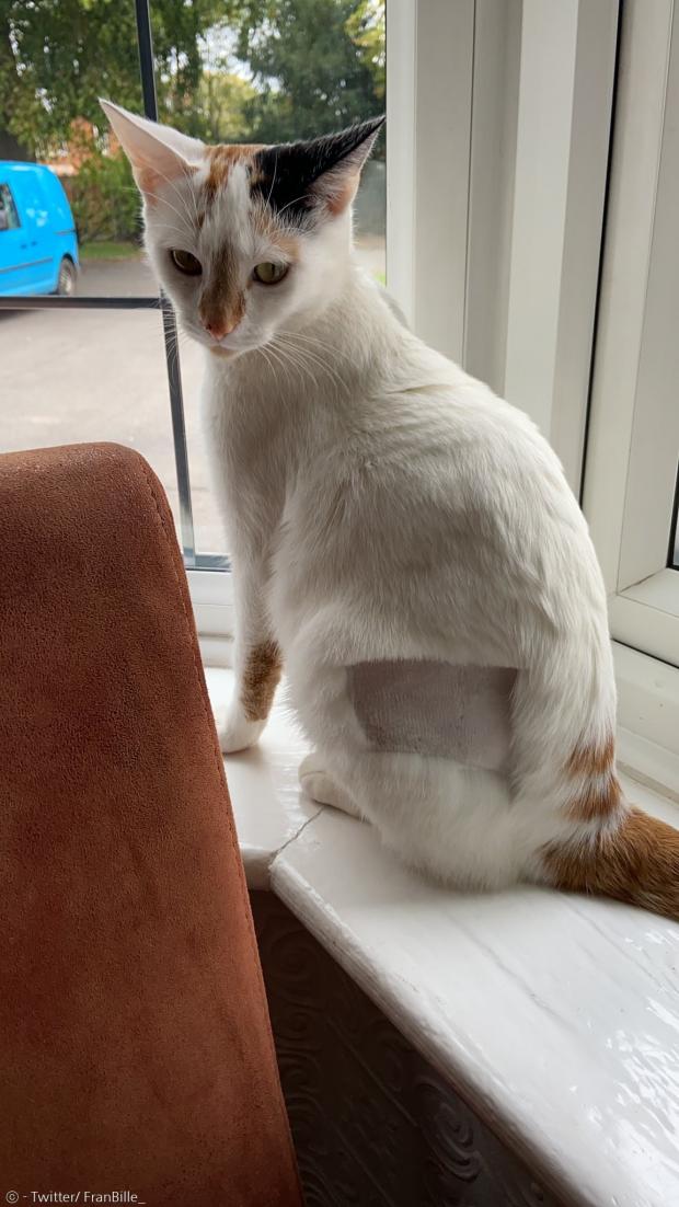 고양이 보는 수술부위를 면도했는데, 수의사가 수술부위를 바꾸는 바람에 민망한 땜빵만 남았다.