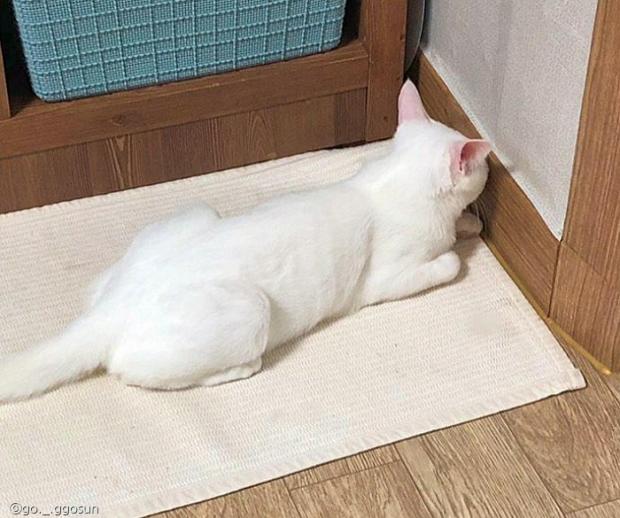ⓒ노트펫