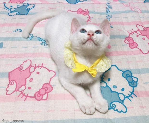 ⓒ노트펫