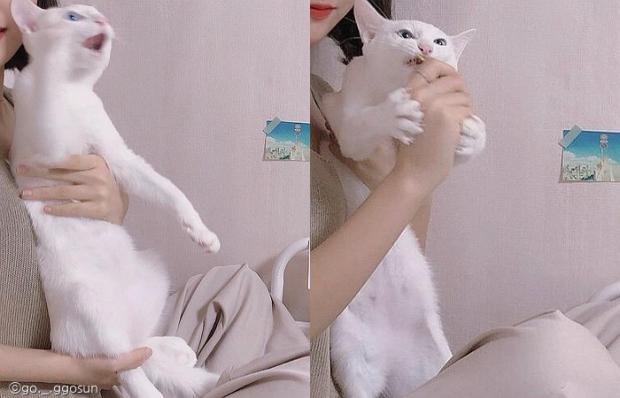 ⓒ노트펫