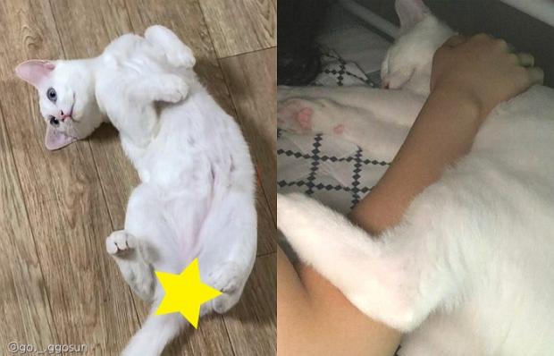 ⓒ노트펫
