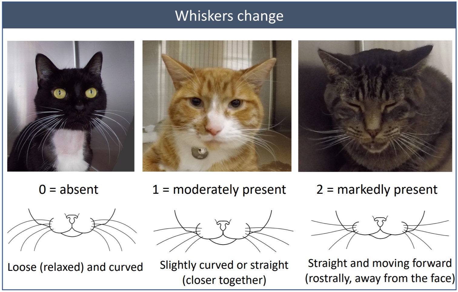 표정으로 우리 고양이가 아픈지 안 아픈지 알 수 있다고요? 비마이펫 크리에이터즈