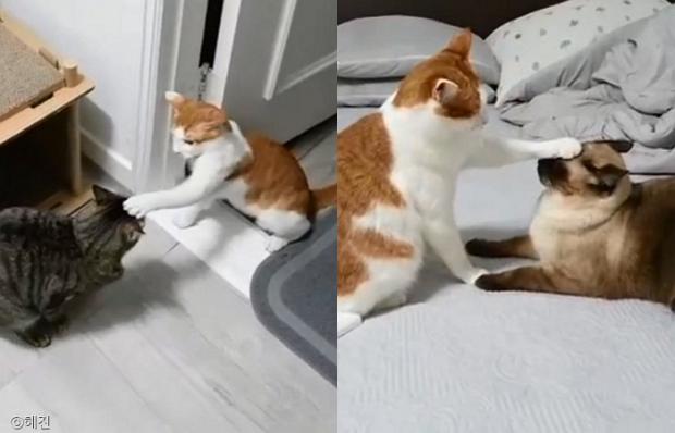 ⓒ노트펫