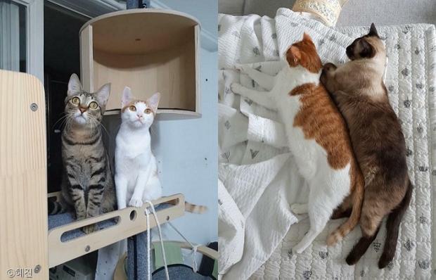 ⓒ노트펫