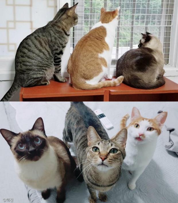 ⓒ노트펫