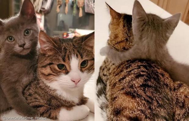 고양이 '룬티'와 어깨동무 하고 있는 아깽이 '펠릭스'